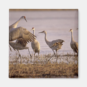 Trandanser (Grus canadensis) Platte Magnet