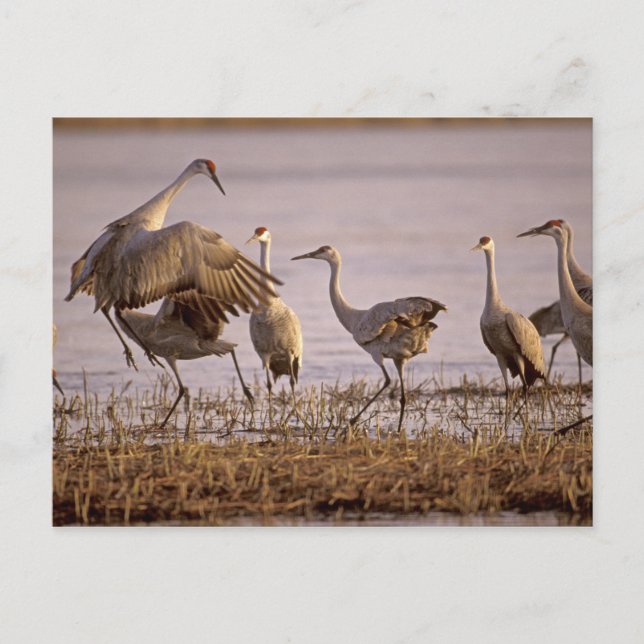 Trandanser (Grus canadensis) Platte Vykort (Framsida)