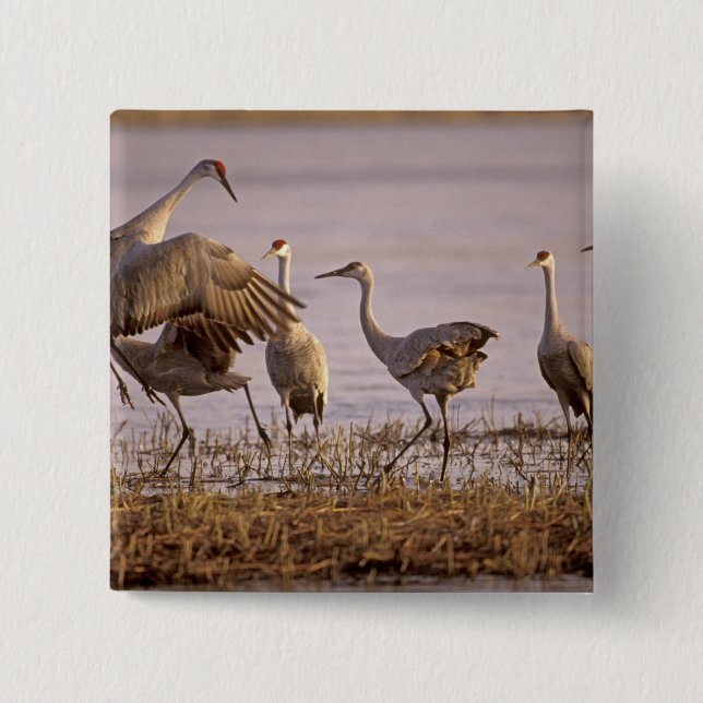 Trandjur (Grus canadensis) Platte Knapp (Framsida)