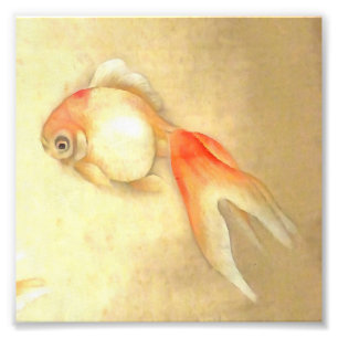Tranquil Japansk Goldfish Fototryck