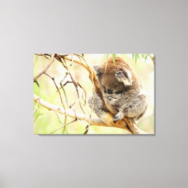TRANQUIL KOALA 24x36 Canvastryck (Framsida)