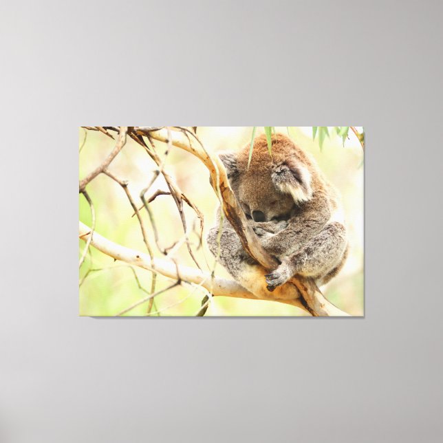 TRANQUIL KOALA 32x48 Canvastryck (Framsida)