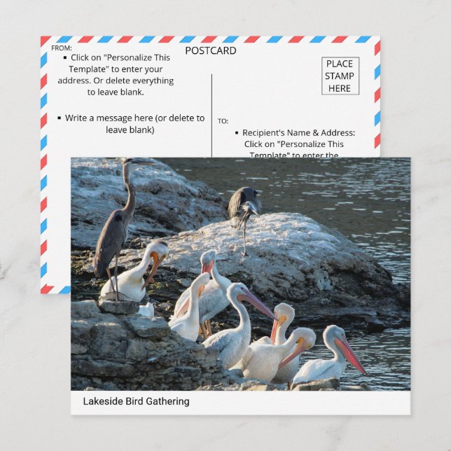Tranquil Lakeside Bird Gathering - naturvykort Vykort (Fram/baksida)