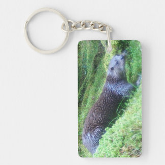 Tranquil Otter Riverside Scene Nature Inspired
