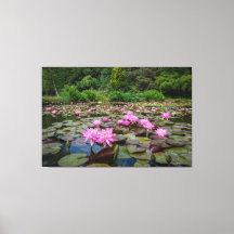 Tranquil Refltions: Rosa Vatten Lilies