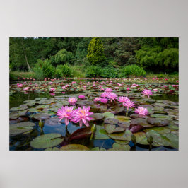 Tranquil Refltions: Rosa Vatten Lilies Poster