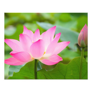 Tranquilitet: En Rosa Lotus Flower i Bloom Fototryck