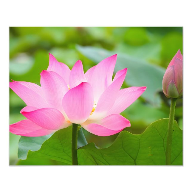 Tranquilitet: En Rosa Lotus Flower i Bloom Fototryck (Framsidan)