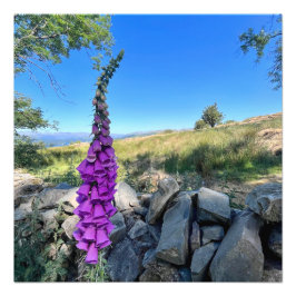 Tranquilitet på den engelska landsbygden fototryck