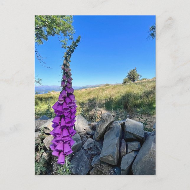 Tranquilitet på den engelska landsbygden vykort (Framsida)