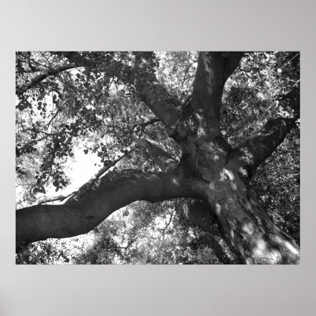 Tranquilitet Poster (Framsidan)