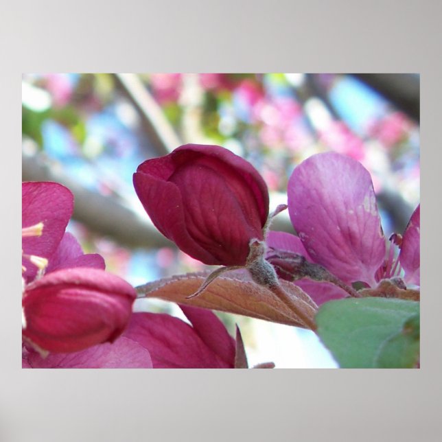 Tranquilo Poster (Framsidan)