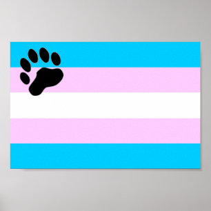 TransBear affisch