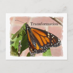 Transformationsfjäril Vykort