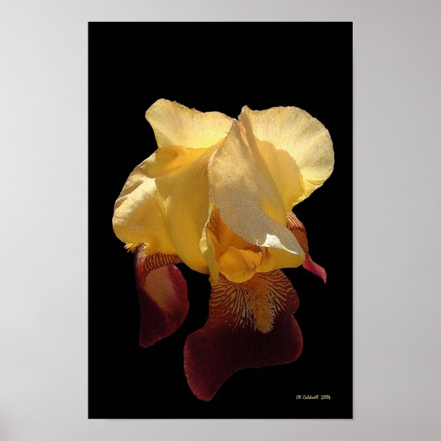 Translucent Iris Poster (Framsidan)