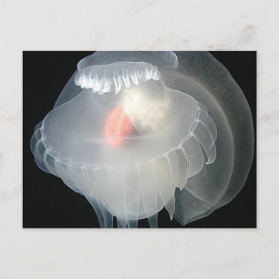 Transparent sjö Slug 2 Vykort