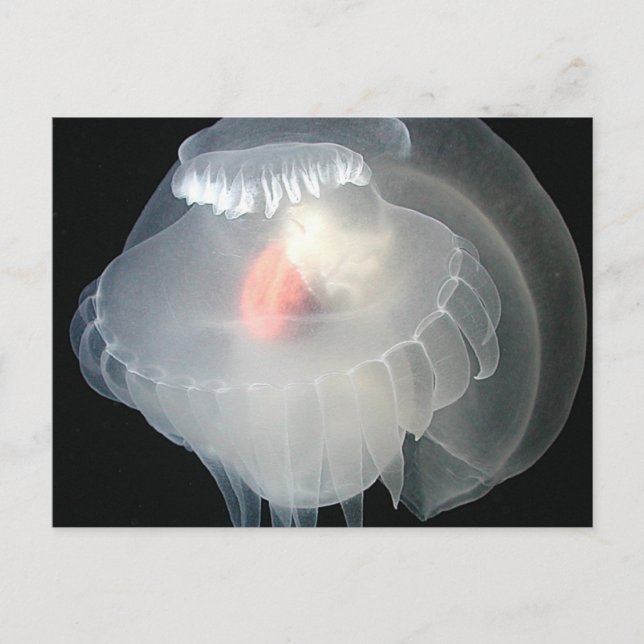 Transparent sjö Slug 2 Vykort (Framsida)