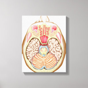 Transverse dela upp av Midbrainen Canvastryck