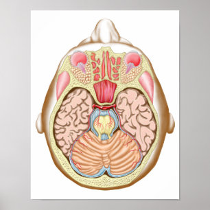 Transverse dela upp av Midbrainen Poster