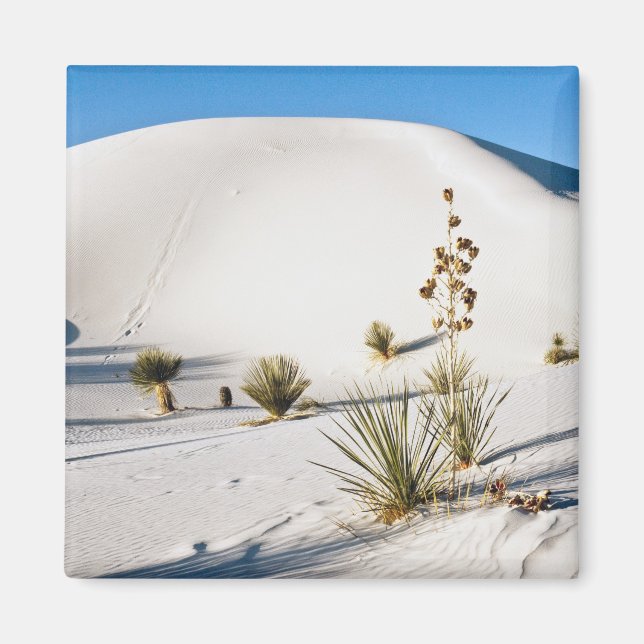 Transverse Dunes och Soaptree Yucca Magnet (Framsidan)