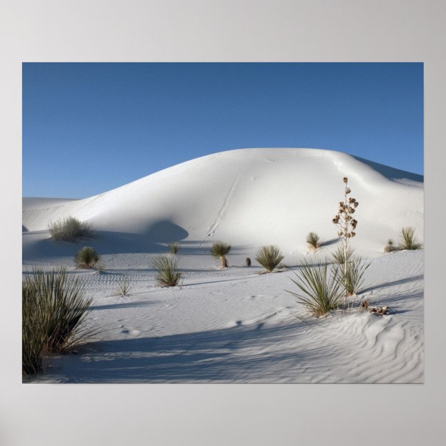 Transverse Dunes och Soaptree Yucca Poster (Framsidan)