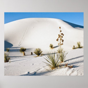 Transverse Dunes och Soaptree Yucca Poster
