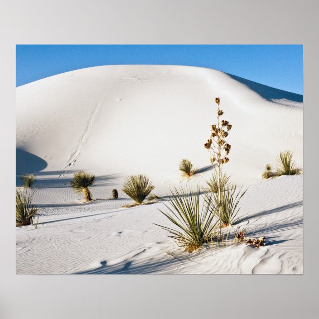 Transverse Dunes och Soaptree Yucca Poster (Framsidan)