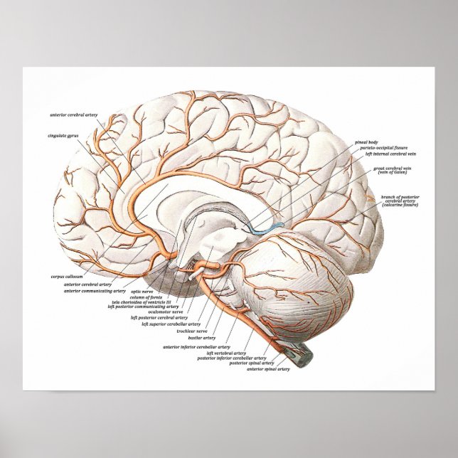 Transverse Section of the Brain Poster (Framsidan)