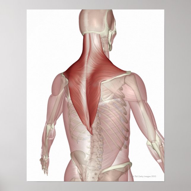 Trapezius Poster (Framsidan)