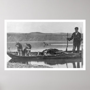 Trapper med skinn & hundar Alaska 1906 Poster