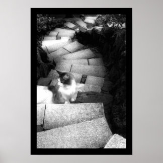 Trappor katt poster