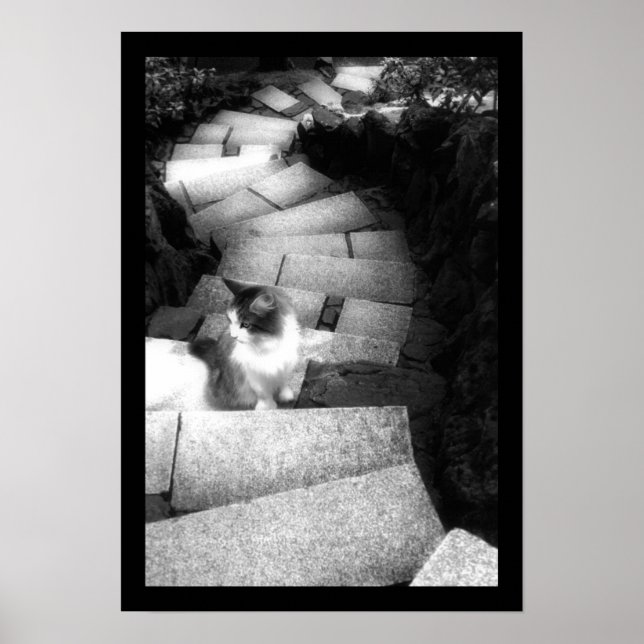 Trappor katt poster (Framsidan)