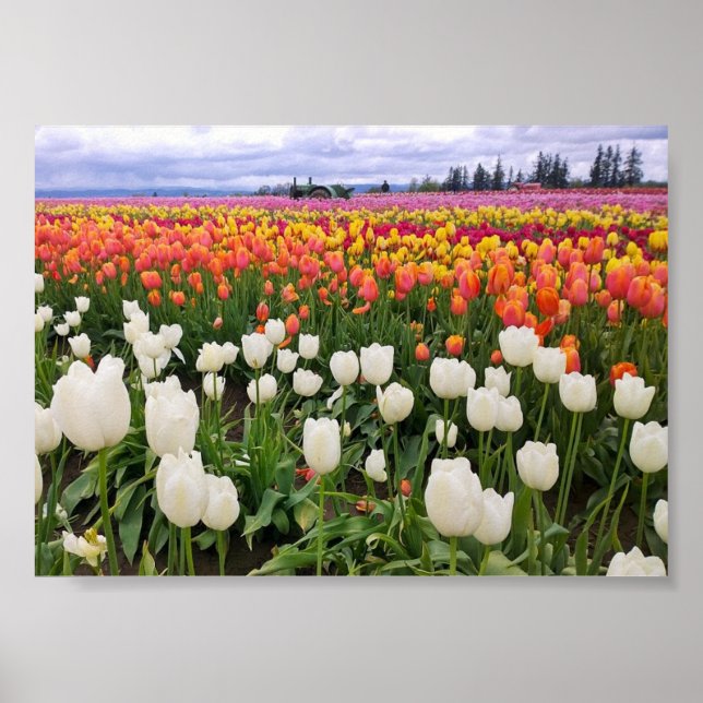 Trärskop Tulip Farm Poster (Framsidan)