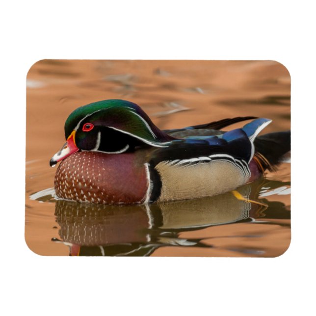 Träsand träduck swimming i vatten magnet (Horisontell)
