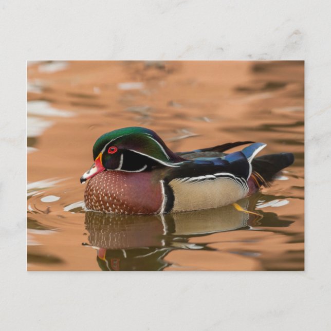 Träsand träduck swimming i vatten vykort (Framsida)