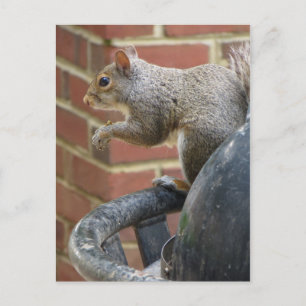 Trashcan Squirrel Vykort