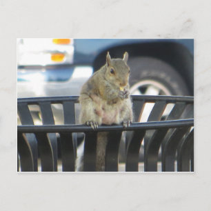 Trashcan Squirrel Vykort