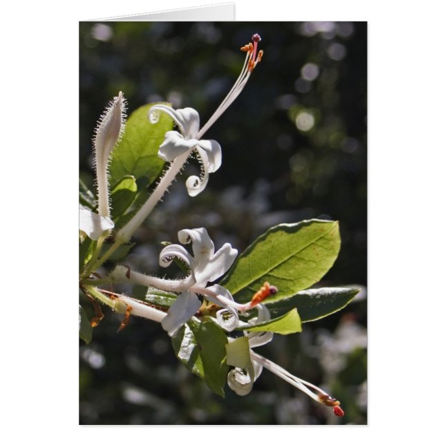 TräskAzalea OBS Kort (Framsidan)