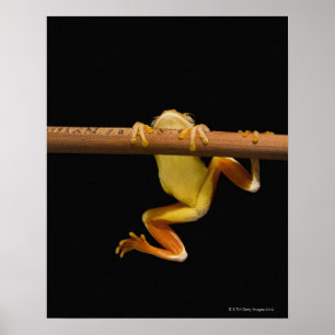 Träskgroda (Limnonectes Leytensis) Poster