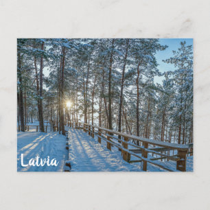 Träskog väg över snöskog vykort