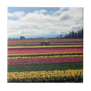 Träskon Tulip Farm, Woodburn, Oregon Kakelplatta