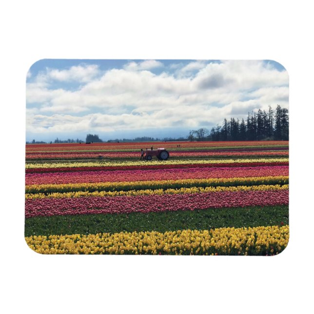 Träskon Tulip Farm, Woodburn, Oregon Magnet (Horisontell)