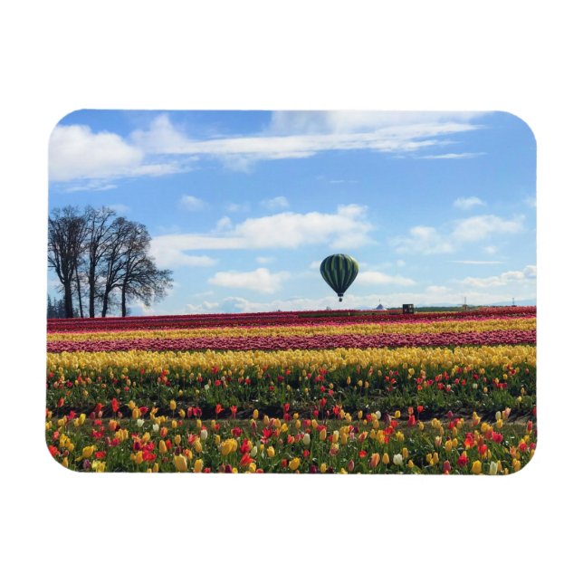 Träskon Tulip Farm, Woodburn, Oregon Magnet (Horisontell)