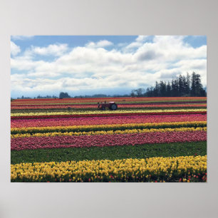 Träskon Tulip Farm, Woodburn, Oregon Poster