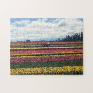 Träskon Tulip Farm, Woodburn, Oregon Pussel