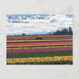 Träskon Tulip Farm, Woodburn, Oregon Vykort