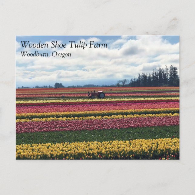 Träskon Tulip Farm, Woodburn, Oregon Vykort (Framsida)