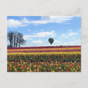 Träskon Tulip Farm, Woodburn, Oregon Vykort