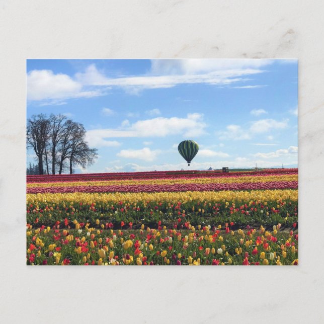 Träskon Tulip Farm, Woodburn, Oregon Vykort (Framsida)