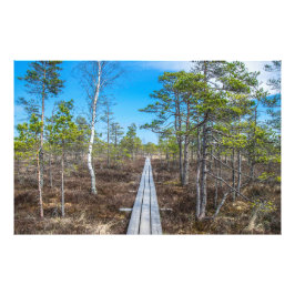 Träspåret över träsket fototryck